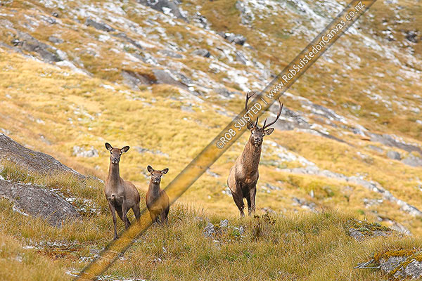 Photo of Wild young Wapiti / Red deer cross bull with cow and calf (Fiordland deer - Cervus elaphus) in alpine tussock tops during the rutting season. 8 point antlers, Fiordland National Park, Southland, Southland Region, New Zealand (NZ)