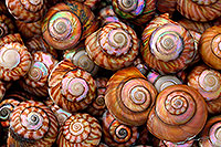 Cluster of native NZ mollusc shells
