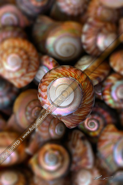Photo of NZ Wheel shell (Zethalia zelandica; Trochidae: Umboniinae), native univalve mollusc seashells found on beaches, Moeraki, New Zealand (NZ)