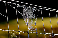 Cobwebs on wire fence
