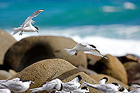 White fronted terns landing on rocks