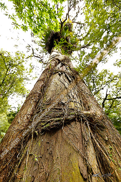 Photo of Large Rimu tree (Dacrydium cupressinum) in forest with Northern Rata tree vine gripping and growing up trunk (Metrosideros robusta, Myrtaceae),, New Zealand (NZ)