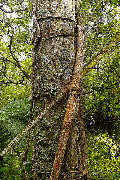 Photo of Large Rimu tree (Dacrydium cupressinum) in forest with Northern Rata tree vine gripping and growing up trunk (Metrosideros robusta, Myrtaceae),, New Zealand (NZ)