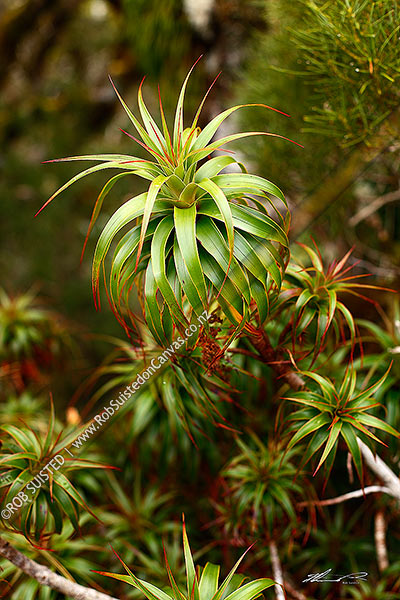 Photo of Spreading grass tree (Dracophyllum menziesii) - or pineapple shrub close up of branch. Alpine shrub, Fiordland National Park, New Zealand (NZ)
