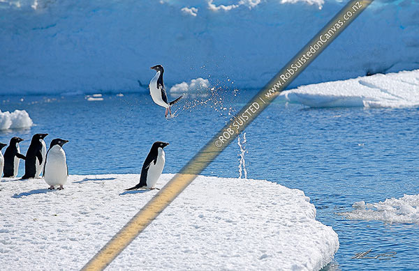 Photo of Adelie penguin jumping high out of the water above pack ice floe (Pygoscelis adeliae), Commonwealth Bay, Antarctica, Antarctica Region, Antarctica