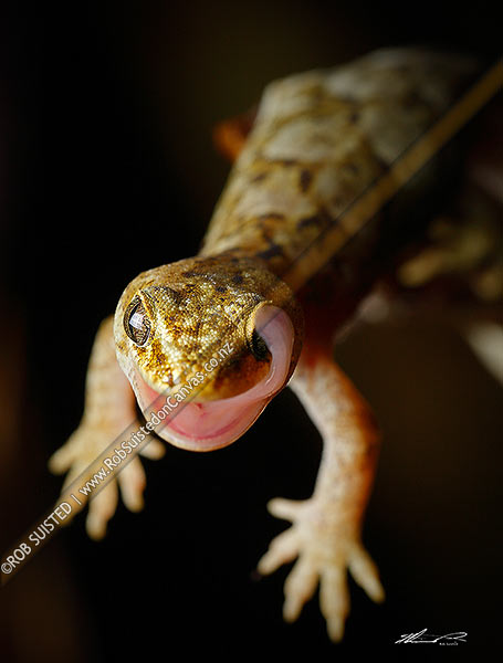 Photo of Common Gecko licking eyeball while hanging off branch hunting at night (Hoplodactylus maculatus, Gekkonidae), Mana Island, New Zealand (NZ)