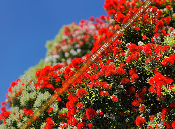 Photo of Pohutukawa tree flowers (Metrosideros excelsa). Flowering at Christmas time. Known as New Zealand Xmas tree. Very large mural file. Square format,, New Zealand (NZ)