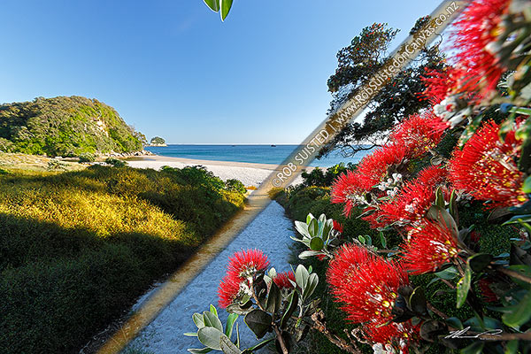 Photo of Whiritoa Beach access with Pohutukawa tree flowers (Metrosideros excelsa) flowering on peaceful summery morning. Coromandel Peninsula, Whiritoa Beach, Hauraki, Waikato Region, New Zealand (NZ)