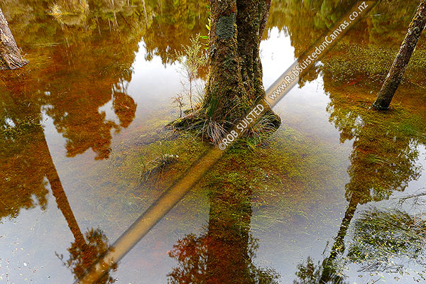 Photo of Waihora Lagoon, still forest lake nestled amongst tall Podocarp forest - rimu, kahikatea trees etc. Trees and sky reflected in the still water, Pureora Forest Park, Waitomo, Waikato Region, New Zealand (NZ)