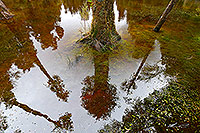 Forest wetland, South Waikato canvas print