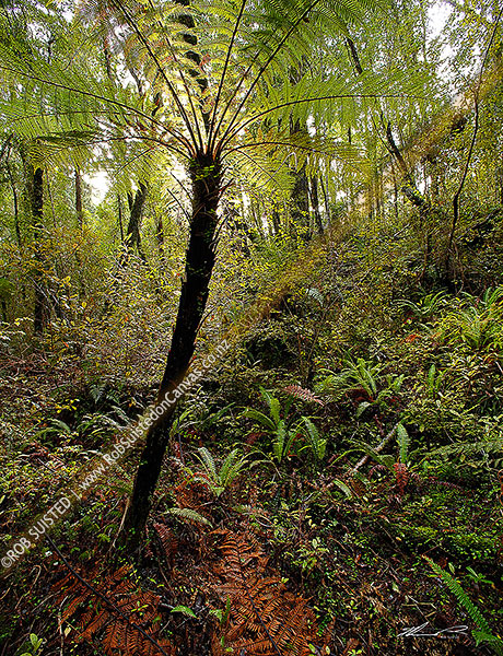 Photo of Native rainforest with sun shining through tree ferns and rimu trees. Square format, Ross, Westland, West Coast Region, New Zealand (NZ)