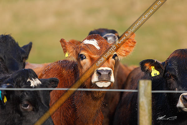 Photo of Young cattle beast at the fence, with eartags,, New Zealand (NZ)