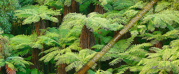 Photo of New Zealand Tree ferns growing in abundance. Mostly soft tree ferns (Cyathea smithii) in a lush rainforest gully. Very large file,, New Zealand (NZ)