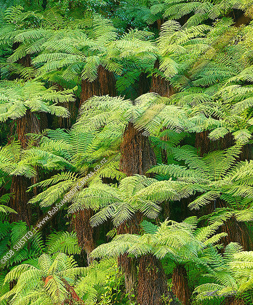 Photo of New Zealand Tree ferns growing in abundance. Mostly soft tree ferns (Cyathea smithii) in a lush rainforest gully. Katote. Large panorama file,, New Zealand (NZ)