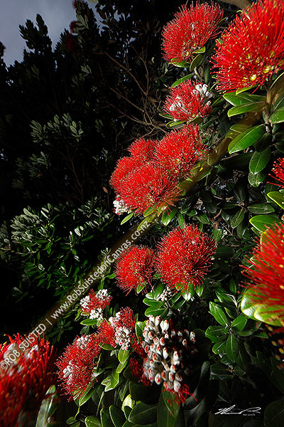 Photo of Pohutukawa flowers in bloom  (Metrosideros excelsa),, New Zealand (NZ)