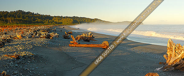 Photo of Gillespies Beach on the South Westland coast. Panorama of driftwood, pingao grass, rainforest and waves in morning light, Gillespies Beach, Westland, West Coast Region, New Zealand (NZ)
