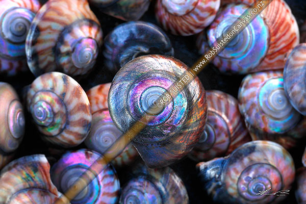 Photo of Irridescent NZ Wheel shell (Zethalia zelandica; Trochidae: Umboniinae), native univalve mollusc seashells found on beaches,, New Zealand (NZ)