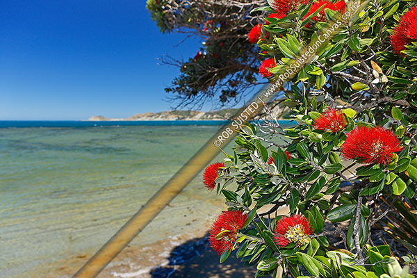 Photo of Pohutukawa tree flowers overhanging a East Coast beach (Metrosideros excelsa),, Gisborne Region, New Zealand (NZ)