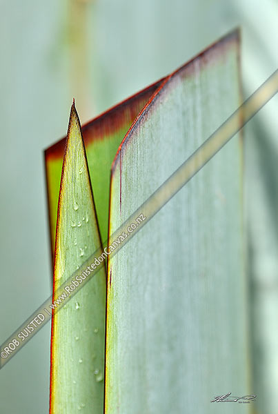 Photo of NZ native flax new growth leaf growing through a cut or harvested leaf blade. Concept representing the next generation (Phormium tenax),, New Zealand (NZ)