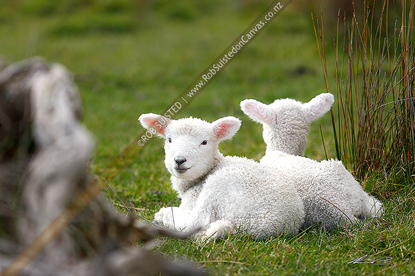 Photo of Spring lambs sitting on grass together. Young sheep (Ovis aries),, New Zealand (NZ)