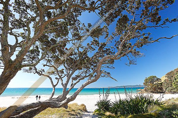 Photo of Walkers on Otama Beach on the Coromandel Peninsula with flowering pohutukawa trees and flax on summers day. Great Mercury Island beyond., Otama Beach, Coromandel Peninsula, Thames-Coromandel, Waikato Region, New Zealand (NZ)