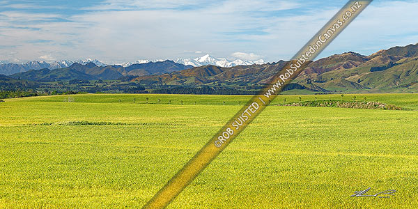 Photo of Farmland and lush spring grassland near Cheviot, with Inland Kaikoura Ranges and Mount Tapuae-o-uenuku behind. Panorama, Cheviot, North Canterbury, Hurunui, Canterbury Region, New Zealand (NZ)