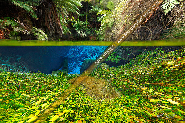 Photo of Blue Springs underwater split image under and above water showing ferns and extremely clear water and plant life. Waihou River, Putaruru, South Waikato, Waikato Region, New Zealand (NZ)