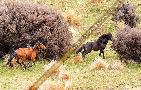 Photo of Kaimanawa Wild horses. Mature stallions chasing each other during a fight, Waiouru, Ruapehu, Manawatu-Wanganui Region, New Zealand (NZ)