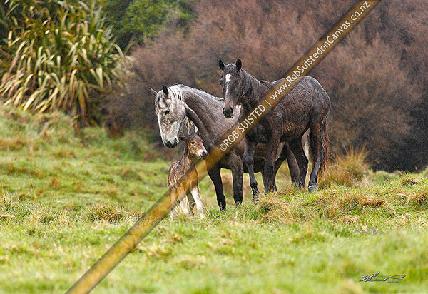 Photo of Kaimanawa Wild horses. Mare protecting a new foal only hours old. Standing in rain & light snowfall, Waiouru, Ruapehu, Manawatu-Wanganui Region, New Zealand (NZ)