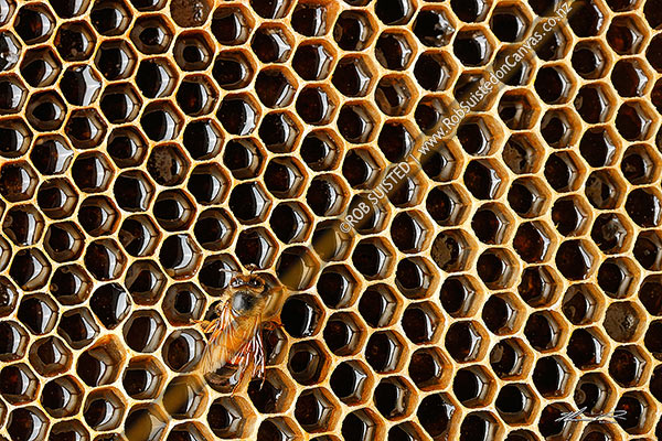 Photo of Honey Bee working on honeycombs filled with honey, a beeswax structure built by honey bees to store honey or brood larvae (Apis mellifera),, New Zealand (NZ)