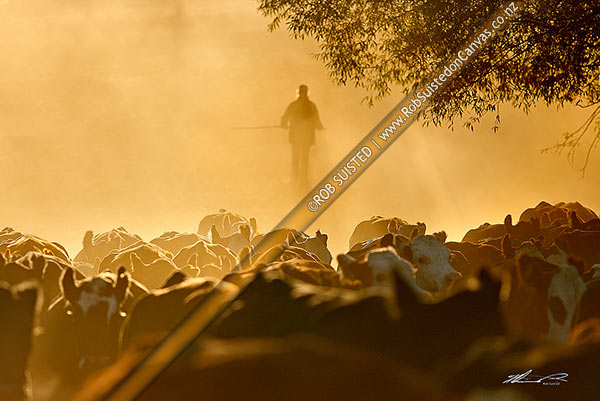 Photo of Mustering cattle into the Bush Gully stockyards on a dry dusty morning. Pip McConway moving stock for calf marking, Molesworth Station, Marlborough, Marlborough Region, New Zealand (NZ)