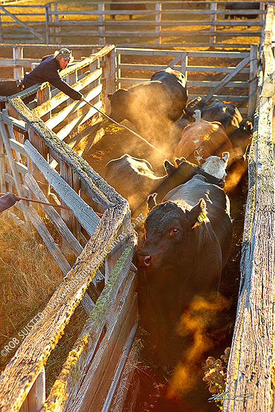 Photo of Stockmen draughting cattle during calf marking, in the Bush Gully stockyards on cool dry dusty morning. Dan Jury, Molesworth Station, Marlborough, Marlborough Region, New Zealand (NZ)