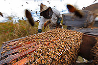 Beekeepers collecting honey