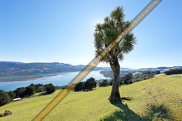 Photo of Otago Peninsula, looking towards Port Chalmers and harbour entrance on a crystal clear winter day. Cabbage tree (Cordyline australis), Otago Peninsula, Dunedin City, Otago Region, New Zealand (NZ)