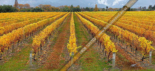 Photo of Grapevines yellowing into Autumn colours on vineyard near Renwick. Panorama, Blenheim, Marlborough, Marlborough Region, New Zealand (NZ)