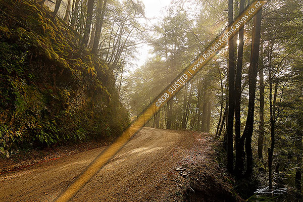 Photo of Forest road through morning misty forest, Red Beech forest and trees (Nothofagus fusca). Suns rays filtering through mist and trees, Maruia, Buller, West Coast Region, New Zealand (NZ)