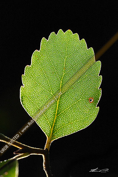 Photo of Hard Beech tree leaf backlit by sunlight (Nothofagus truncata; Nothofagaceae), an endemic NZ native tree,, New Zealand (NZ)