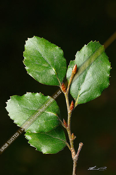 Photo of New Zealand Red Beech leaves (Fuscospora fusca, Syn Nothofagus fusca; Nothofagaceae), an endemic NZ native tree,, New Zealand (NZ)