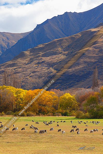 Photo of Merino sheep grazing on pasture with autumn coloured willow trees as background, Cardrona Valley, Queenstown Lakes, Otago Region, New Zealand (NZ)