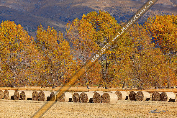 Photo of Round hay bales in paddock, with autumn coloured trees behind, Arrowtown, Queenstown Lakes, Otago Region, New Zealand (NZ)