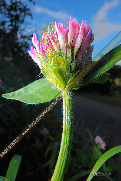 Photo of Red clover flower (Trifolium pratense) closeup shot in microcosmos style. Pasture plant,, New Zealand (NZ)