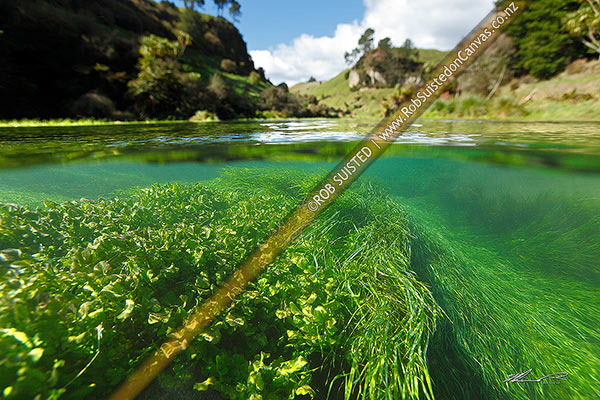 Photo of Waihou River near Blue Springs underwater split image under and above water showing farmland and extremely clear freshwater and plant life, Putaruru, South Waikato, Waikato Region, New Zealand (NZ)
