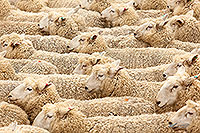 Sheep flock being herded