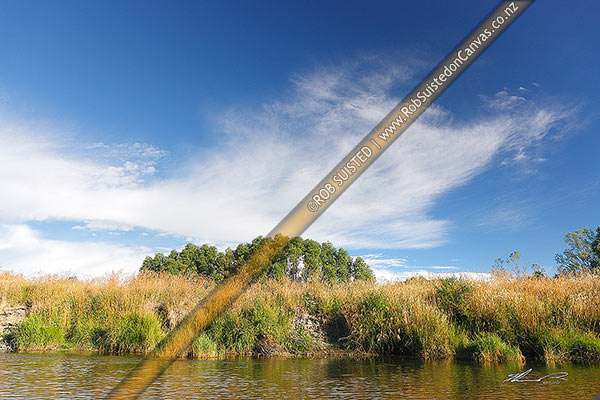 Photo of Summertime river with long grass, blue sky and golden colours. Whitestone River, Te Anau, Southland, Southland Region, New Zealand (NZ)