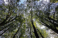 NZ Red Beech forest interior