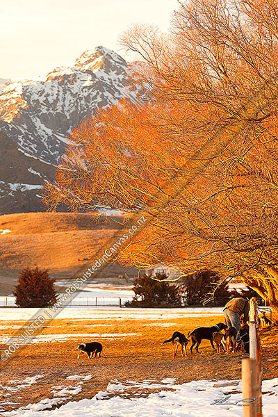 Photo of Stockman and working farm dogs starting the day in early morning winter light, with snow on ground. Turks Head peak behind, Molesworth Station, Marlborough, Marlborough Region, New Zealand (NZ)