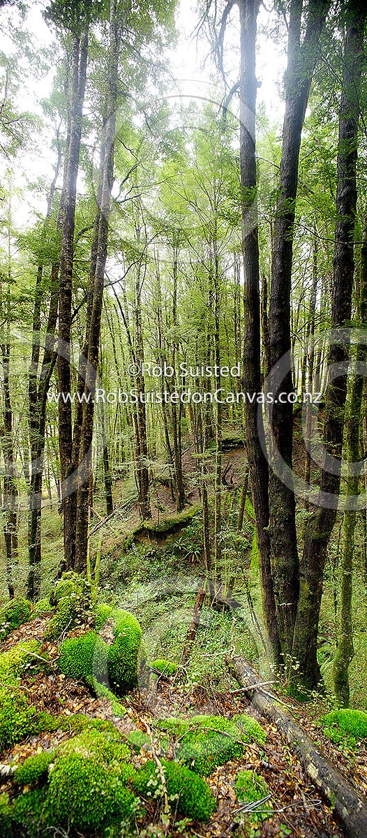 Photo of Red Beech forest interior Nothofagus fusca in Eglinton Valley 