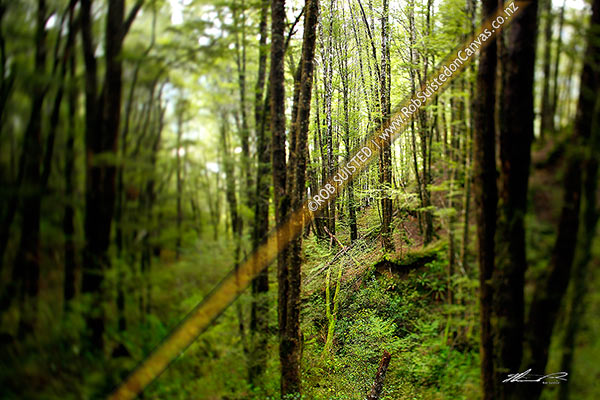 Photo of Red Beech forest interior (Nothofagus fusca) in Eglinton Valley, with tilt focus lens blur creating focus tunnel through trees, Fiordland National Park, Southland, Southland Region, New Zealand (NZ)
