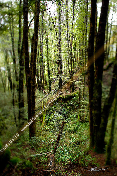 Photo of Red Beech forest interior (Nothofagus fusca) in Eglinton Valley, with tilt focus lens blur creating focus tunnel through trees, Fiordland National Park, Southland, Southland Region, New Zealand (NZ)