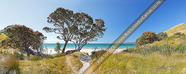 Photo of Otama Beach on the Coromandel Peninsula with summer flowering pohutukawa trees and flax. Great Mercury Island beyond. Large panorama, Otama Beach, Thames-Coromandel, Waikato Region, New Zealand (NZ)